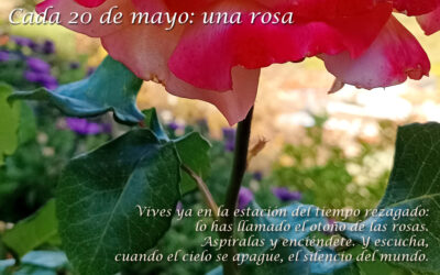 Cada 20 de mayo, una rosa para el autor de «El otoño de las rosas»